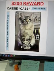Lost Female Cat last seen Cliffside Drive, Winston-Salem, NC 27040