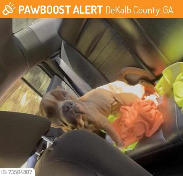 Found/Stray Male Dog last seen shoals creek, DeKalb County, GA 30034