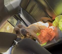 Found/Stray Male Dog last seen shoals creek, DeKalb County, GA 30034