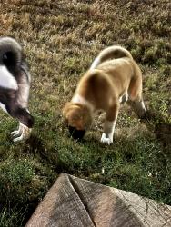 Reunited Unknown Dog last seen Kotche St., Pflugerville, TX 78660