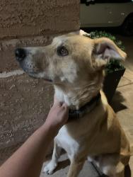 Found/Stray Male Dog last seen Near Encanto village, Albuquerque, NM 87121