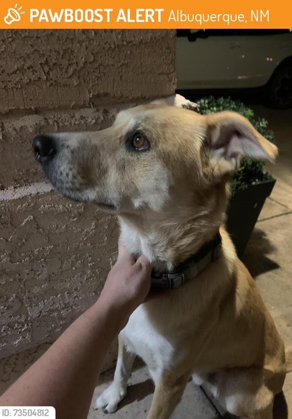 Found/Stray Male Dog last seen Near Encanto village, Albuquerque, NM 87121