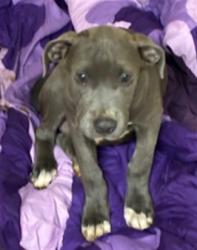 Shelter Stray Female Dog last seen Near BLOCK WINCHESTER, 3001 2nd St SW, Albuquerque, NM 87105, USA