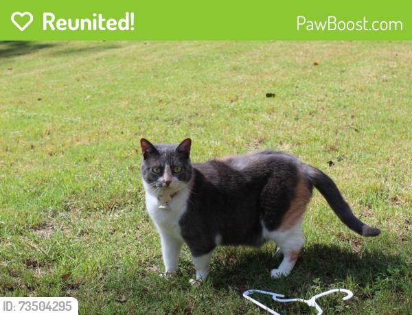Reunited Female Cat last seen Buster Brown road, Butts County, GA 30233