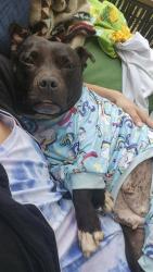 Shelter Stray Female Dog last seen Near BLOCK WILSON AVE, 3528 Newburg Rd, Louisville, KY 40218, USA
