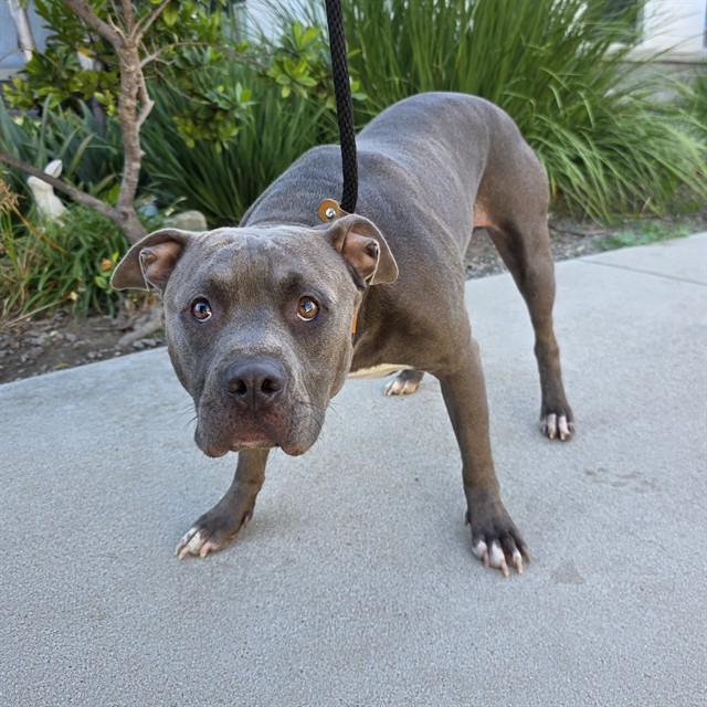 Shelter Stray Male Dog last seen Near BLK E CARSON ST, LONG BEACH, CA 90808, 7700 E Spring St, Long Beach, CA 90815, USA