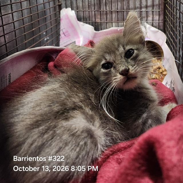 Shelter Stray Male Cat last seen Near BLOCK W MAGNOLIA AVE, 4710 TX-151, San Antonio, TX 78227, USA