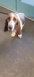 Shelter Stray Female Dog last seen , West Valley Animal Shelter, 20655 Plummer St, Chatsworth, CA 91311, USA