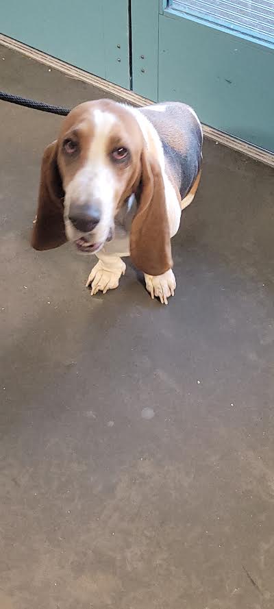 Shelter Stray Female Dog last seen , West Valley Animal Shelter, 20655 Plummer St, Chatsworth, CA 91311, USA
