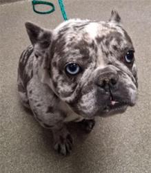 Shelter Stray Male Dog last seen Near BLOCK SIGNAL DR, LAS VEGAS NV 89130, 655 N Mojave Rd, Las Vegas, NV 89101, USA