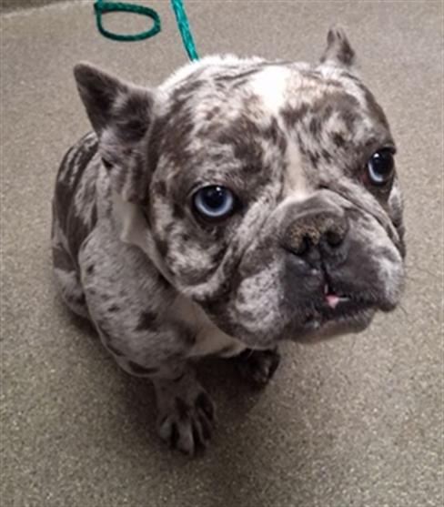 Shelter Stray Male Dog last seen Near BLOCK SIGNAL DR, LAS VEGAS NV 89130, 655 N Mojave Rd, Las Vegas, NV 89101, USA