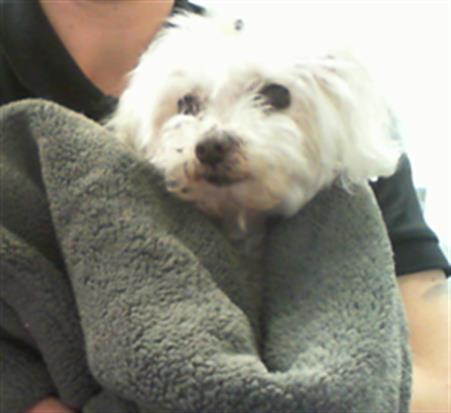 Shelter Stray Female Dog last seen CHARLOTTE, 8315 Byrum Dr, Charlotte, NC 28217, USA