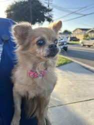 Reunited Unknown Dog last seen Olive street near Simms Park, Bellflower, CA 90706