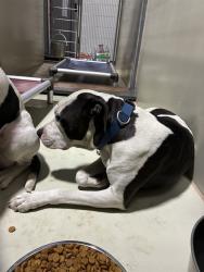 Shelter Stray Male Dog last seen Near OLIVE DR, BAKERSFIELD CA 93308, 3951 Fruitvale Ave, Bakersfield, CA 93308, USA