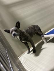 Shelter Stray Male Dog last seen Near BLOCK LOCUST ST, BAKERSFIELD CA 93308, 3951 Fruitvale Ave, Bakersfield, CA 93308, USA