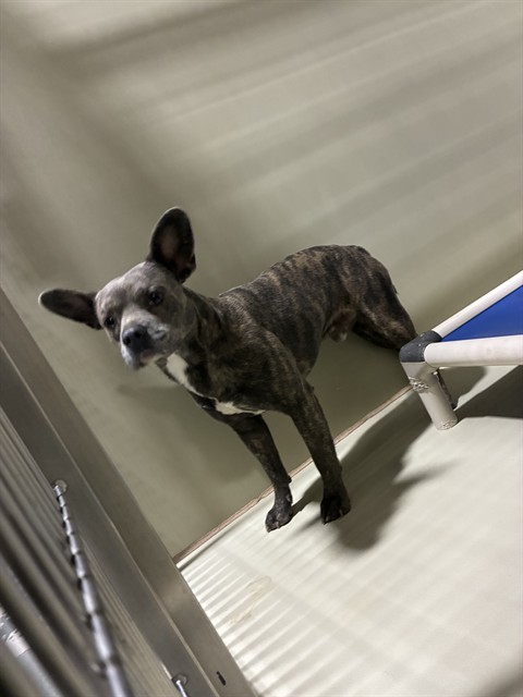 Shelter Stray Male Dog last seen Near BLOCK LOCUST ST, BAKERSFIELD CA 93308, 3951 Fruitvale Ave, Bakersfield, CA 93308, USA