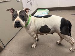 Shelter Stray Female Dog last seen , 4000 N Silverbell Rd, Tucson, AZ 85745, USA