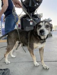 Shelter Stray Female Dog last seen Near BLOCK BEARDSLEY AVE, BAKERSFIELD CA 93308, 3951 Fruitvale Ave, Bakersfield, CA 93308, USA