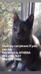 Lost Female Cat last seen Cabin creek complex, Henrico, VA 23238