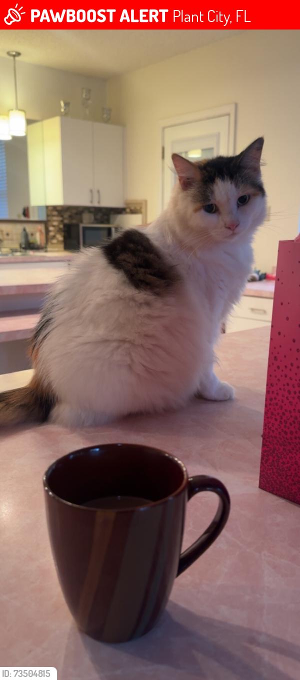 Lost Female Cat last seen Polo Pl,, Plant City, FL 33566