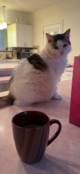 Lost Female Cat last seen Polo Pl,, Plant City, FL 33566