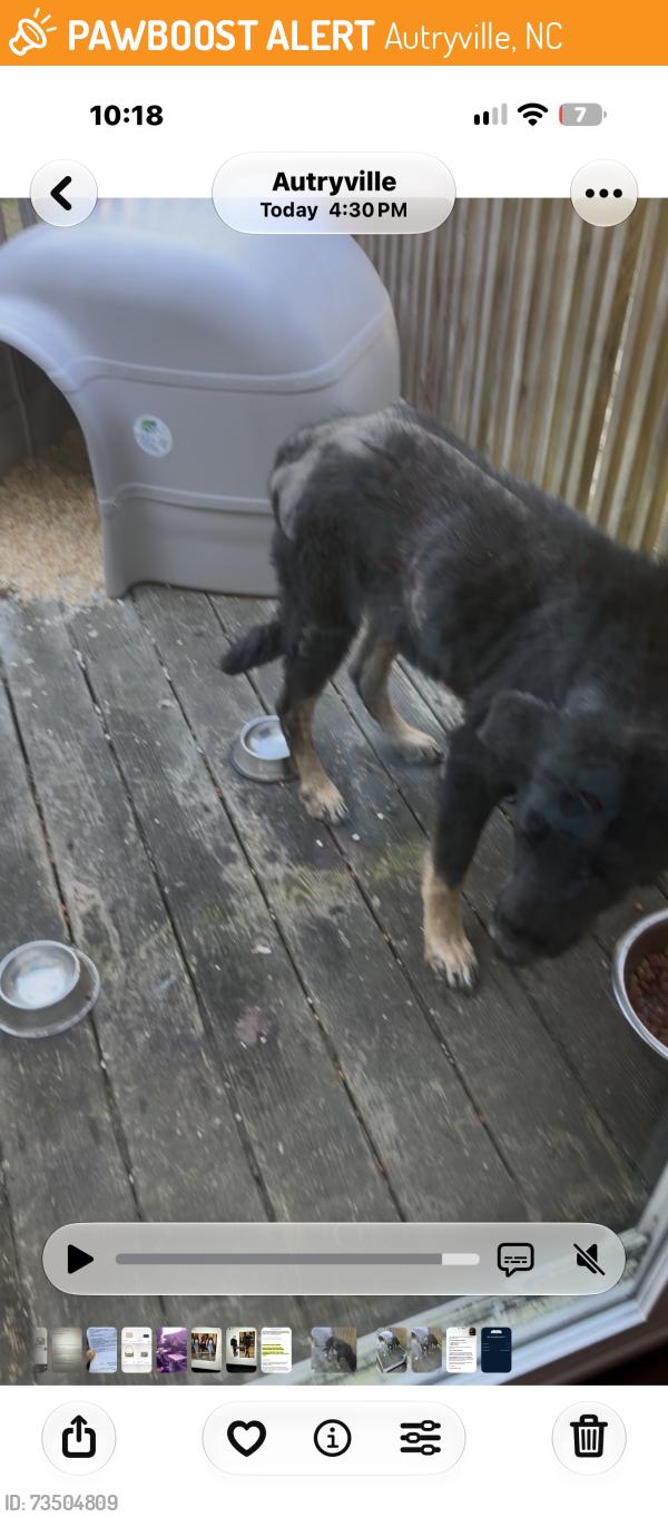 Found/Stray Unknown Dog last seen Near nc hwy 210 s, Autryville, NC 28318