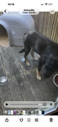 Found/Stray Unknown Dog last seen Near nc hwy 210 s, Autryville, NC 28318
