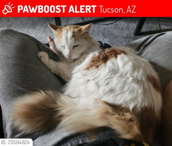 Lost Male Cat last seen Coronado villas apmts, Tucson, AZ 85749