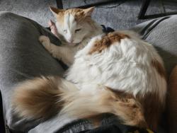 Lost Male Cat last seen Coronado villas apmts, Tucson, AZ 85749
