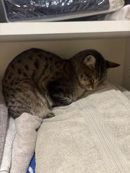 Lost Male Cat last seen Near 147, Surrey, BC V3R 3V7