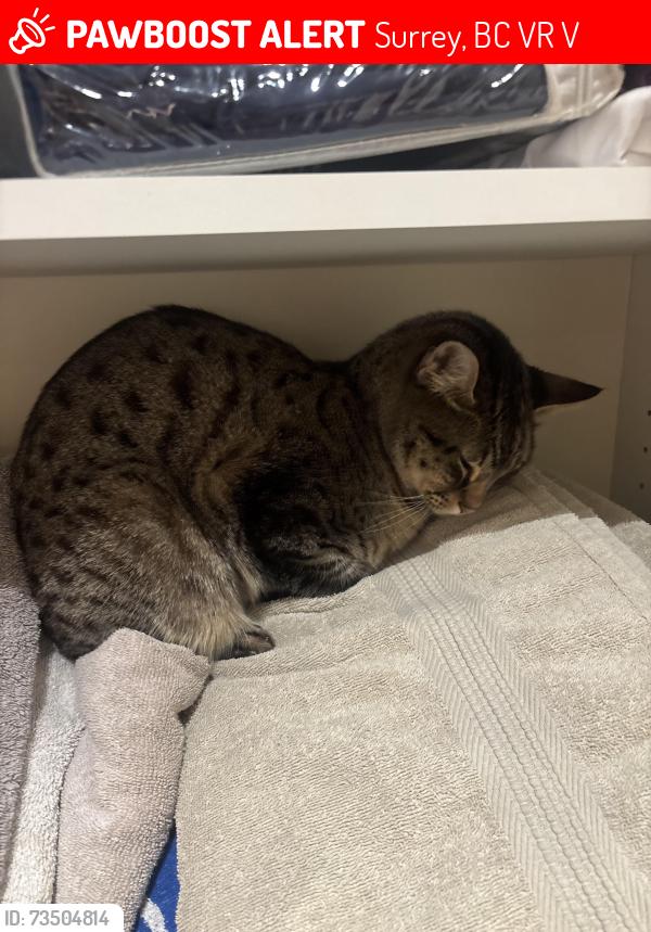Lost Male Cat last seen Near 147, Surrey, BC V3R 3V7