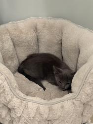 Reunited Unknown Cat last seen Dickens Street between Noble Ave and Sepulveda Blvd, Los Angeles, CA 91403