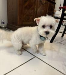 Lost Male Dog last seen Hunt Lane & Potranco, San Antonio, TX 78251