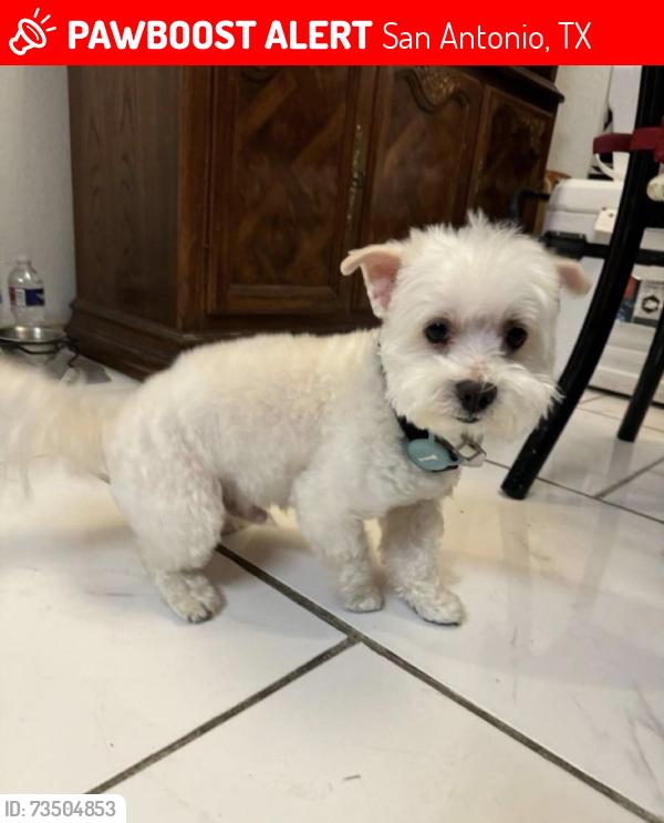 Lost Male Dog last seen Hunt Lane & Potranco, San Antonio, TX 78251