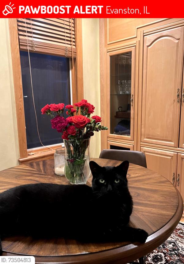 Lost Male Cat last seen Hinman Ave and Lee Street, Evanston, IL 60202