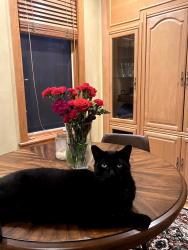 Lost Male Cat last seen Hinman Ave and Lee Street, Evanston, IL 60202