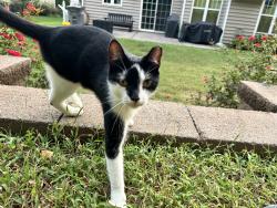Lost Male Cat last seen Wellington chase, Concord, NC 28027
