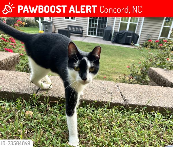 Lost Male Cat last seen Wellington chase, Concord, NC 28027