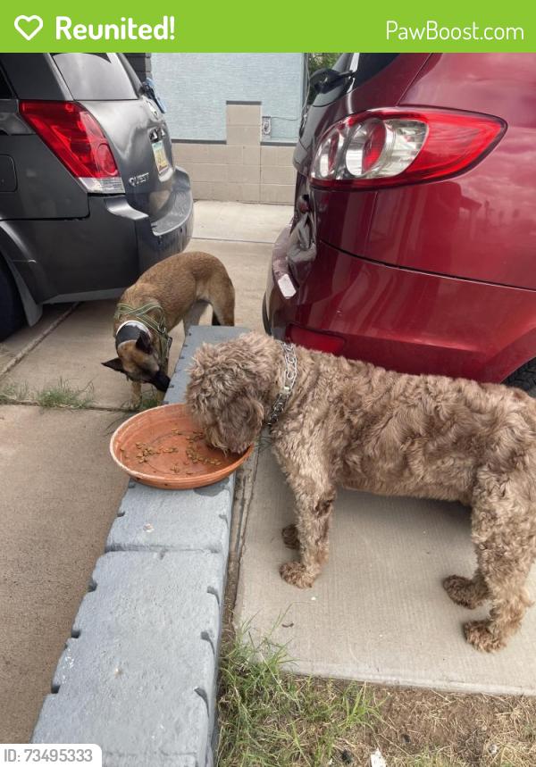 Reunited Unknown Dog last seen 87th ave and Thomas, Phoenix, AZ 85037