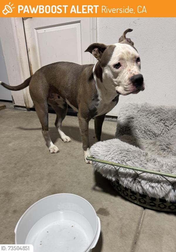 Found/Stray Female Dog last seen Rubidoux HS, Riverside, CA 92509