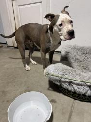 Found/Stray Female Dog last seen Rubidoux HS, Riverside, CA 92509