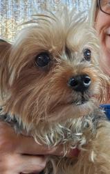 Lost Female Dog last seen Marsha Place and Jim Place, Warren, MI 48089