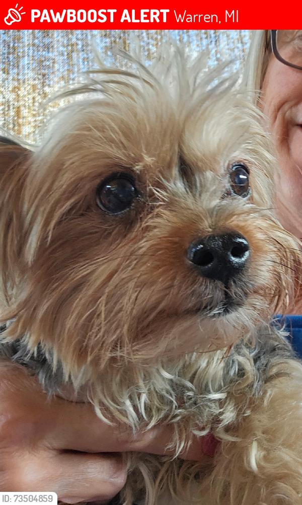 Lost Female Dog last seen Marsha Place and Jim Place, Warren, MI 48089