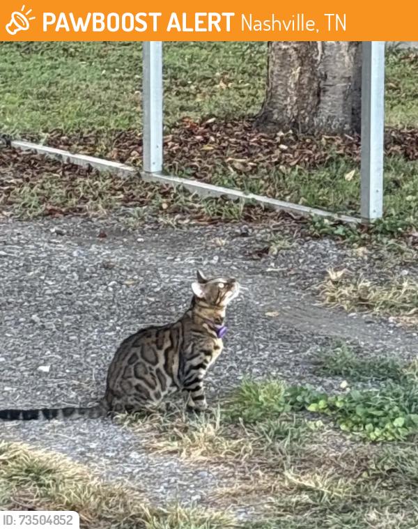 Found/Stray Unknown Cat last seen Oak and Baxter, Nashville, TN 37216