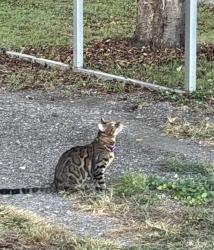Found/Stray Unknown Cat last seen Oak and Baxter, Nashville, TN 37216
