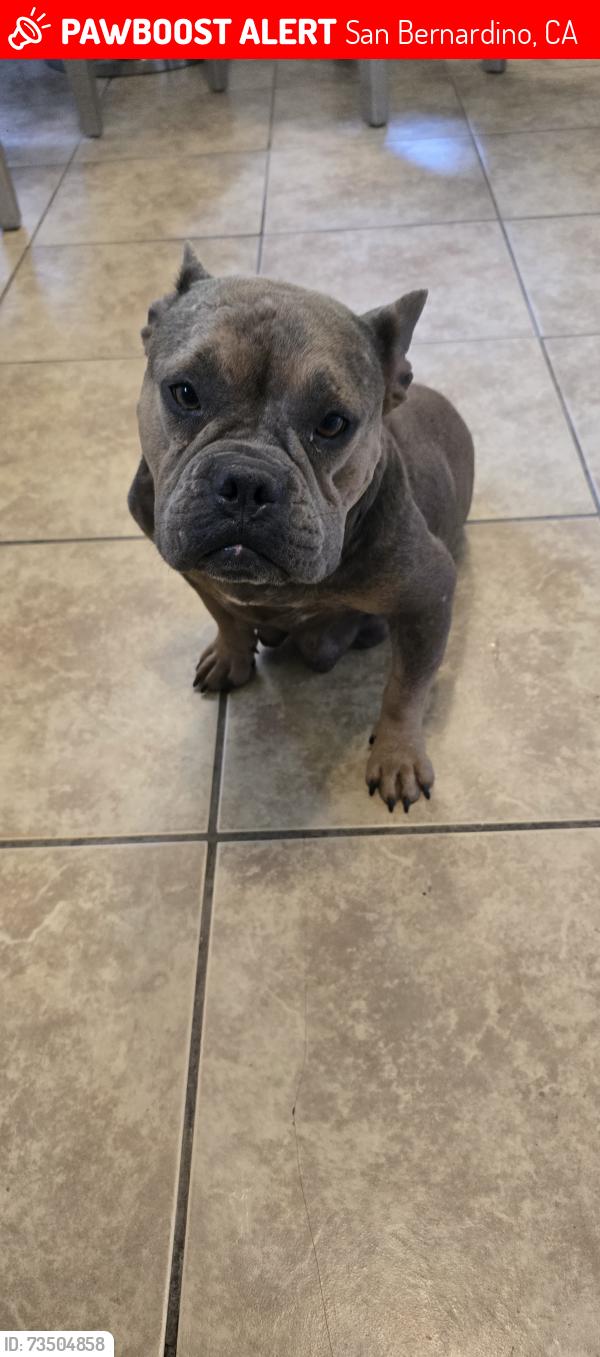 Lost Female Dog last seen Leroy and 29th, San Bernardino, CA 92404