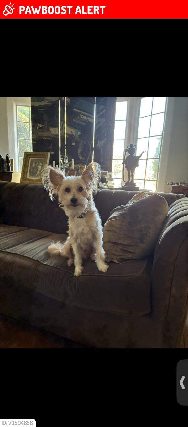 Lost Male Dog last seen Olympiad and Victoria, View Park-Windsor Hills, CA 90043