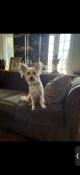 Lost Male Dog last seen Olympiad and Victoria, View Park-Windsor Hills, CA 90043