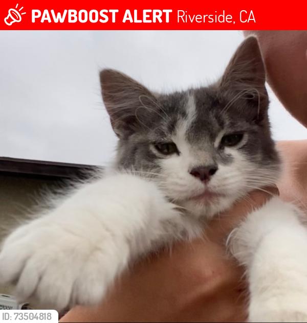 Lost Female Cat last seen Stanton St Arroyo Grande, CA, Riverside, CA 92509