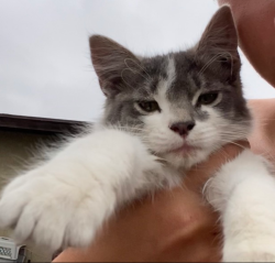 Lost Female Cat last seen Stanton St Arroyo Grande, CA, Riverside, CA 92509